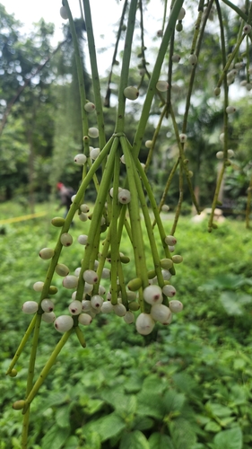 Rhipsalis baccifera
