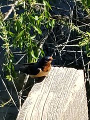 Hirundo rustica