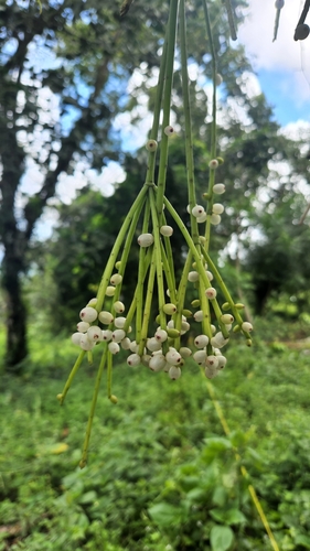 Rhipsalis baccifera