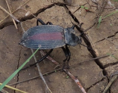 Eleodes suturalis