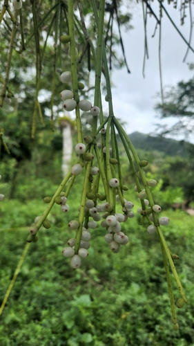 Rhipsalis baccifera
