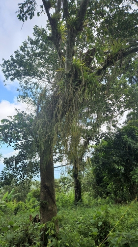 Rhipsalis baccifera