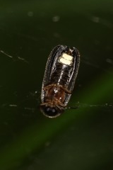 Lamprohiza splendidula