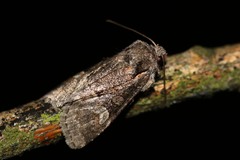 Brachylomia viminalis