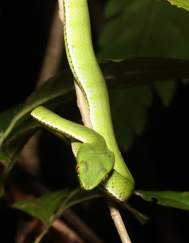 Sumatra Pit Viper