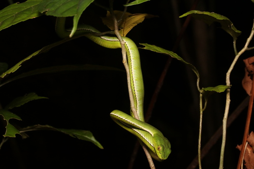 Sumatra Pit Viper