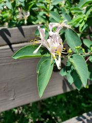 Lonicera