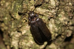 Lamprohiza splendidula