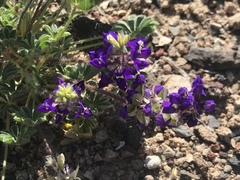 Lupinus flavoculatus