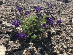 Lupinus flavoculatus