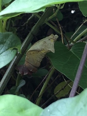 Battus polydamas
