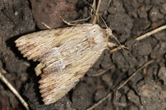 Apamea lithoxylaea