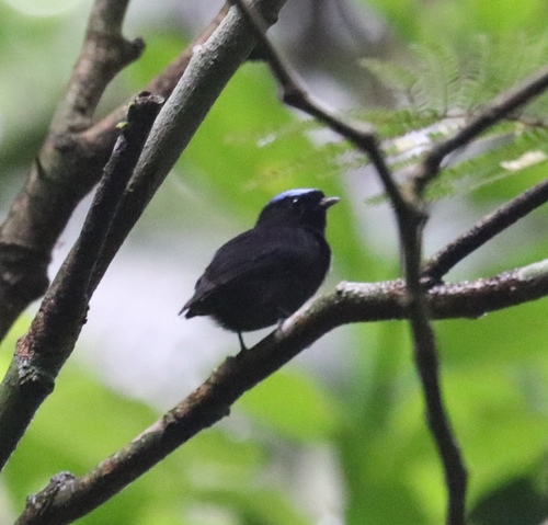 Velvety Manakin (Lepidothrix velutina), photo 10