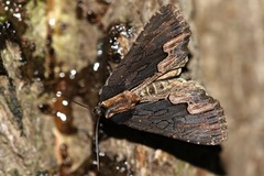 Dypterygia scabriuscula