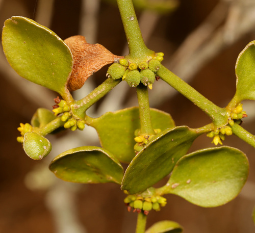 Bumpy Mistletoe (Viscum tuberculatum)