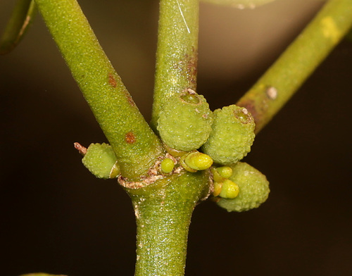 Image of Viscum tuberculatum by (c) Wynand Uys, some rights reserved (CC BY)
