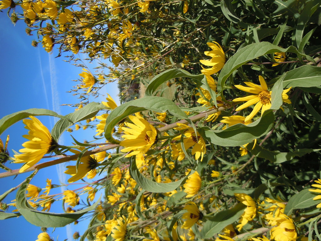 Maximilian sunflower (Plants of the Middle Rio Grande Bosque) · iNaturalist