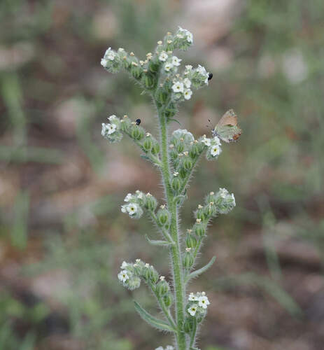 Bristly Cryptantha (Oreocarya setosissima)