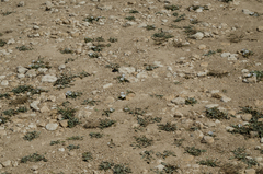 Convolvulus lineatus