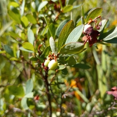 Airelle des marais (Vaccinium uliginosum) — photo 3