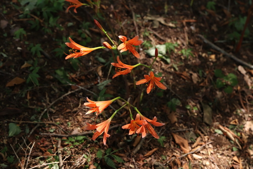 Orange spider lily (Lycoris sanguinea)