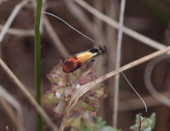 Nemophora fasciella