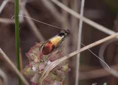Nemophora fasciella