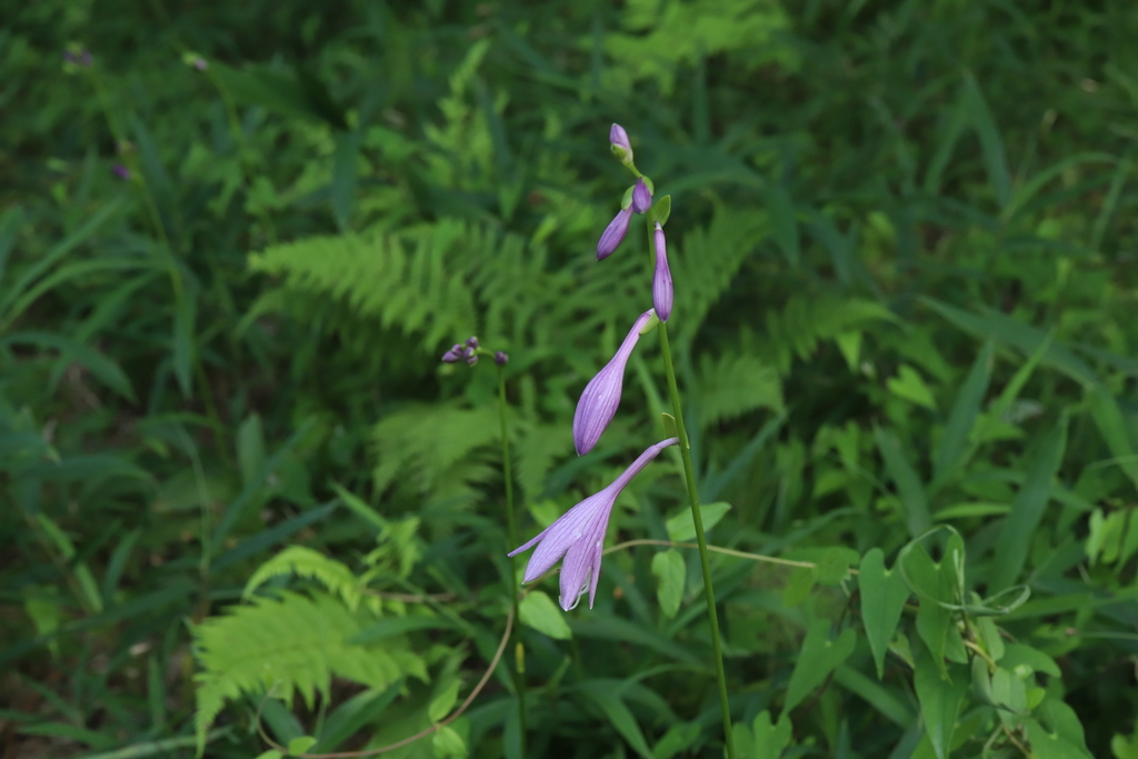 Hosta sieboldii, Инокасира, Фудзиномия, Сидзуока 418-0108, Япония
