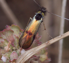 Nemophora fasciella