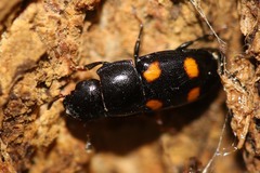 Glischrochilus hortensis