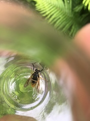 Temnostoma alternans