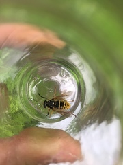 Temnostoma alternans