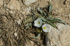 Convolvulus lineatus
