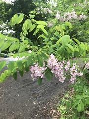 Robinia hispida