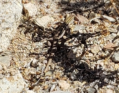 Aspidoscelis uniparens