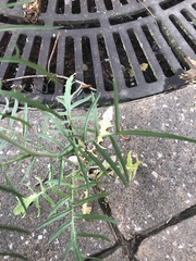Sisymbrium altissimum