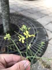 Sisymbrium altissimum