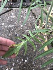 Sisymbrium altissimum