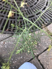 Sisymbrium altissimum