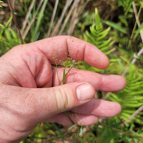 Dichanthelium caerulescens, 2024-08-01