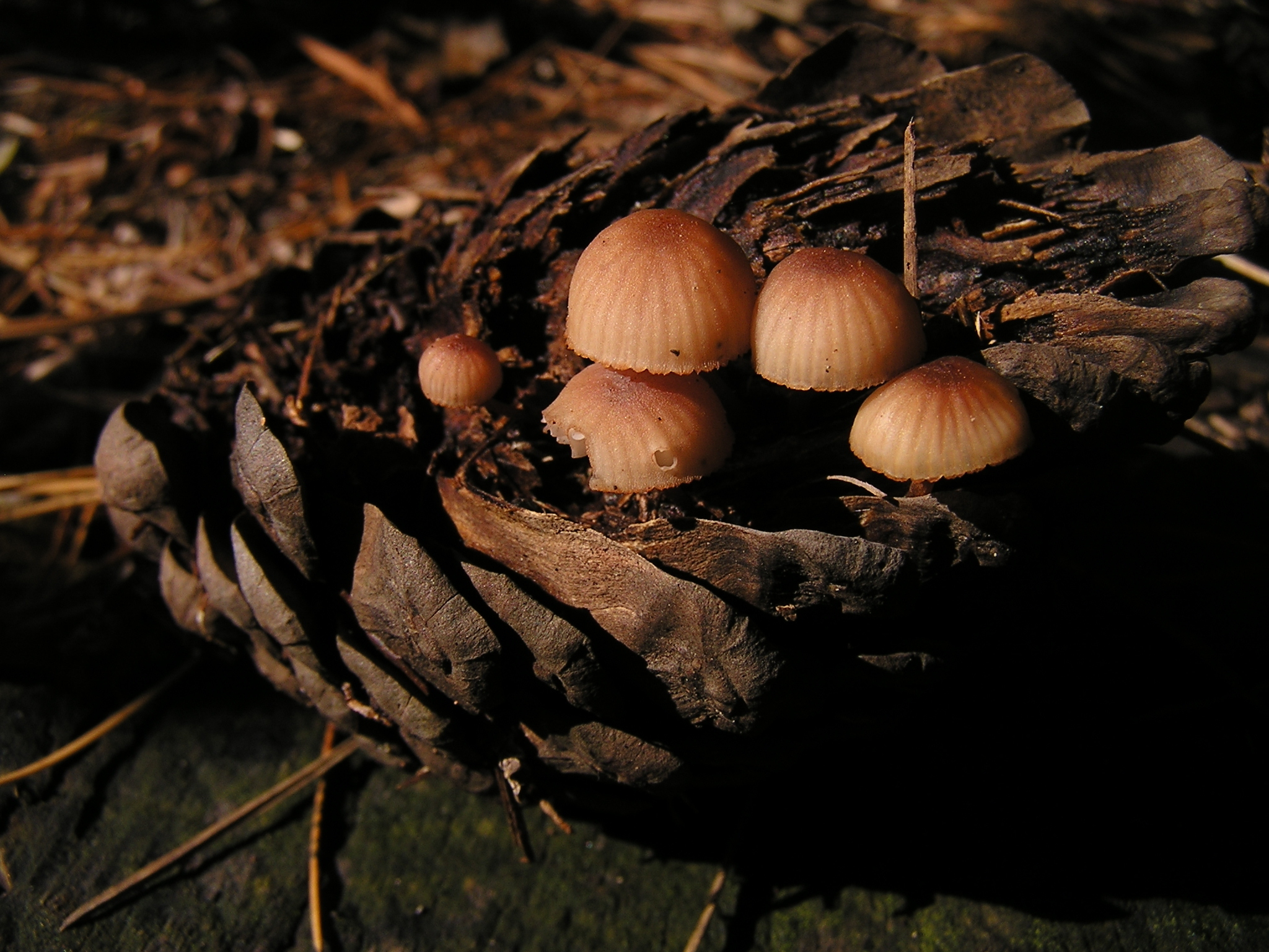 Mycena mariae image