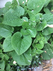 Brunnera macrophylla