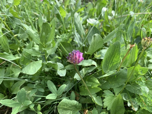 Image of Trifolium parryi by (c) Zach Earl, some rights reserved (CC BY)