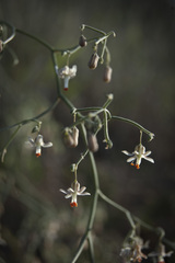 Asparagus declinatus