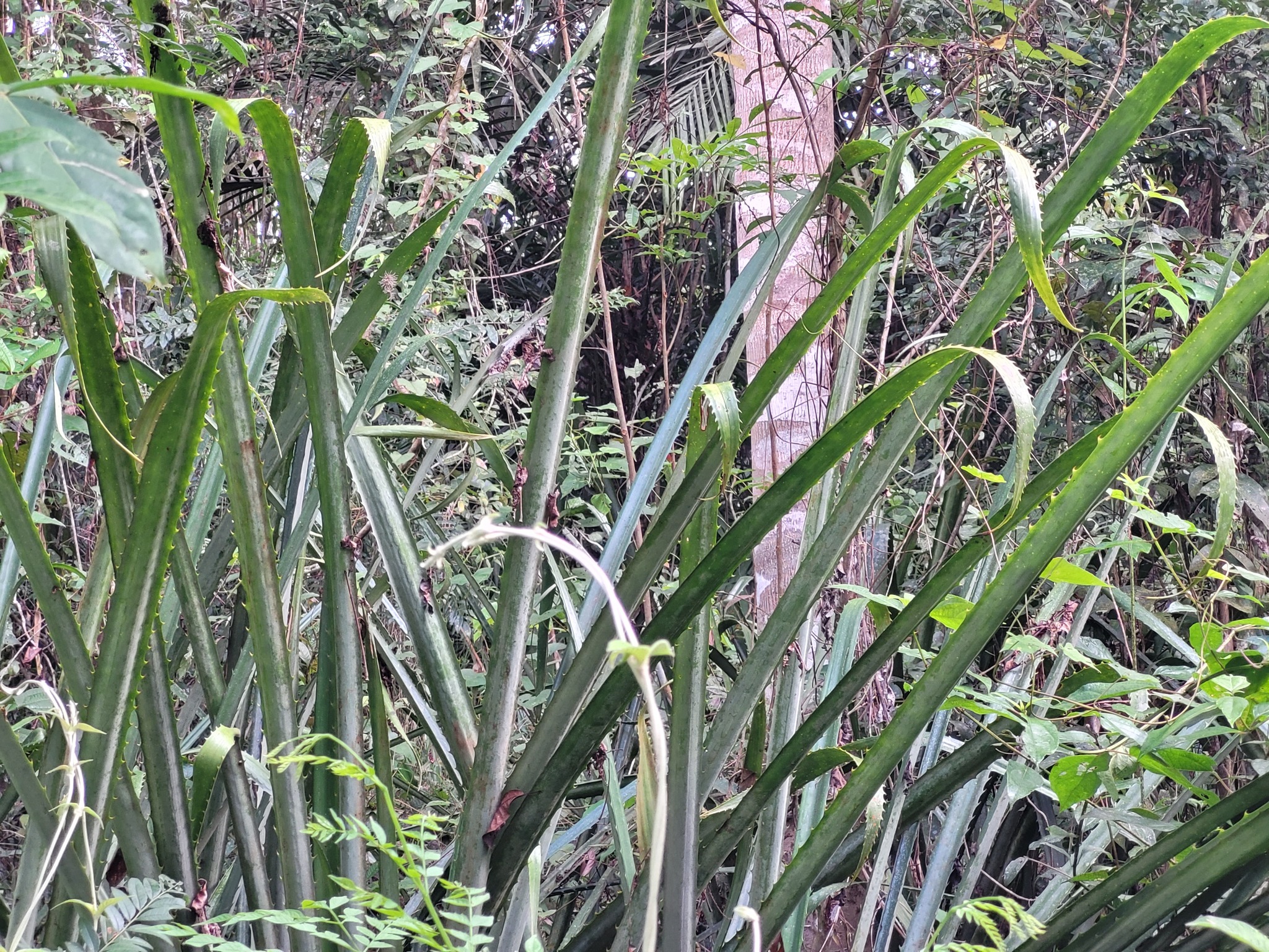Bromelia karatas