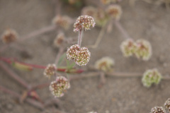 Chorizanthe cuspidata