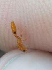 Pseudomyrmex simplex