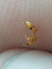 Pseudomyrmex simplex