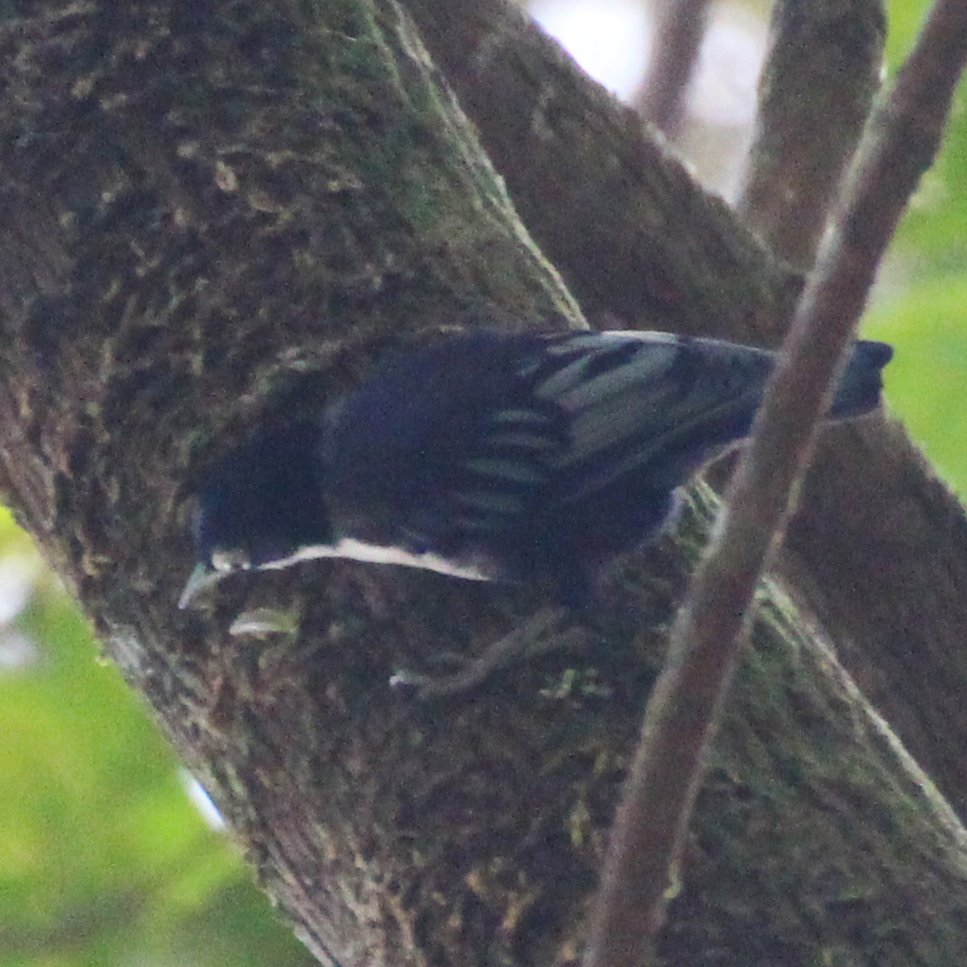 Blue Nuthatch (Sitta azurea), photo 10