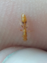 Pseudomyrmex simplex
